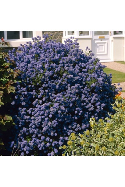 Цеанотус блю Маунд в саду.